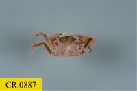 紅色相機蟹藏品圖，第2張